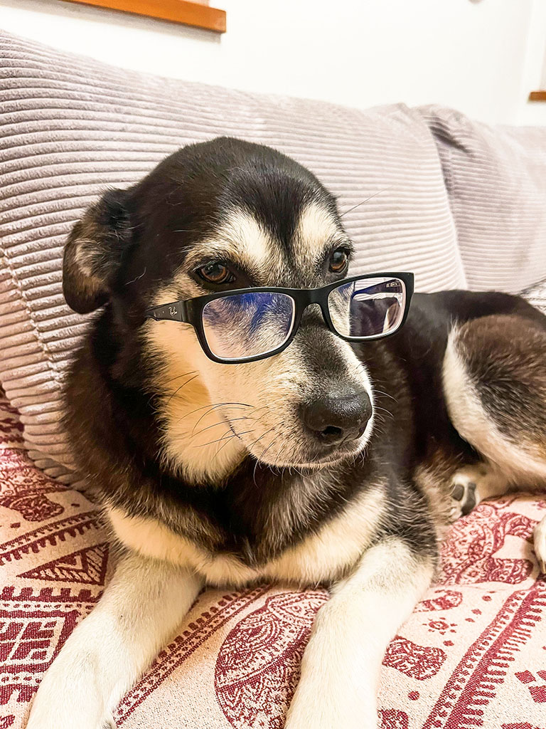 sammy-mit-brille-web sammy-mit-brille-web